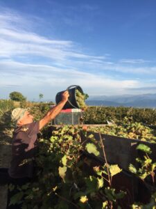 Vachnadziani-Valley-rodina-Tavtetrishvili (8) vinobrání v Gruzii