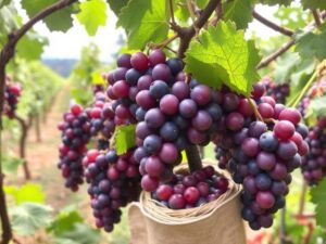 Jak Gruzínci slaví vinobraní: tradice sklizně hroznů a slavnost rtveli